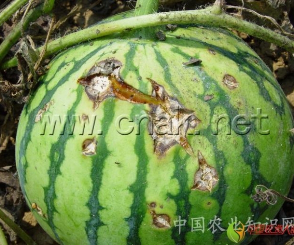  ݺ 162334l5b6rezhak0hc0cl