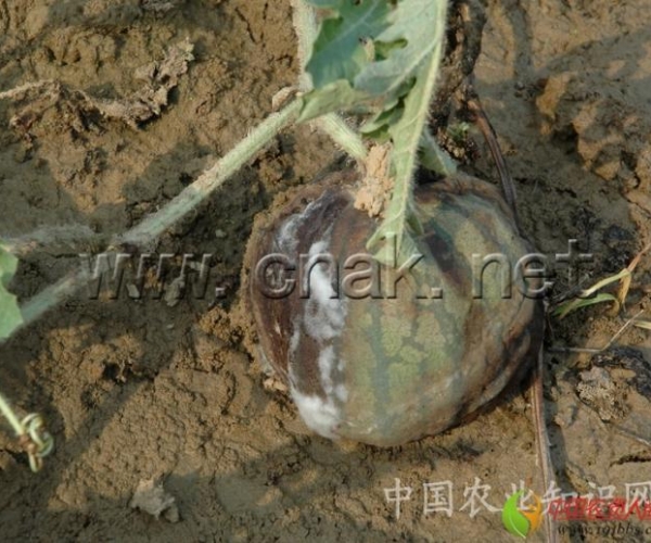  ����ݺ� 162337lv4lmsyoiv3gxtxz