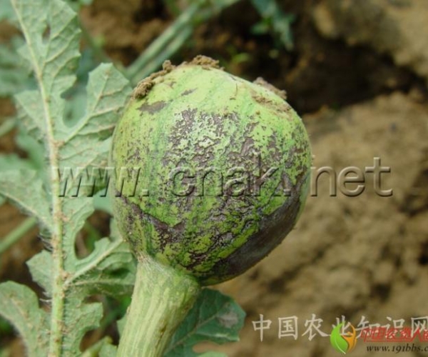  ����ݺ� 162337mjfj8ll4n3e68wuc