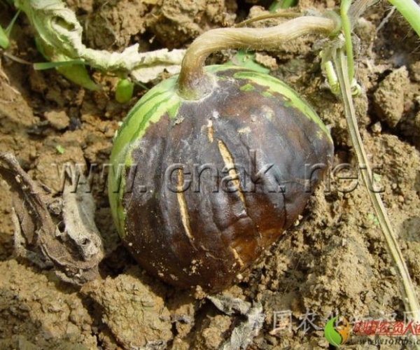  ����ݺ� 162339521k1fp1e6plbj1g