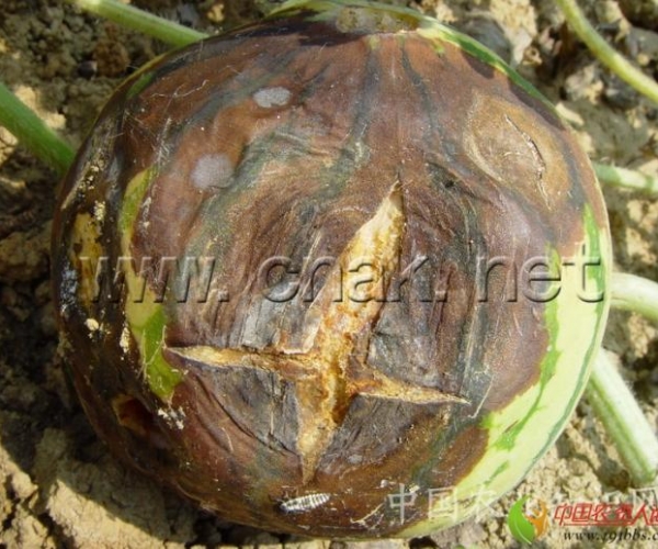  ����ݺ� 1623449j2890138m4js79z