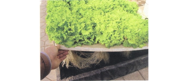  ְҵ��ũ - ����Ȫ 214804thvitry6dwx1996t