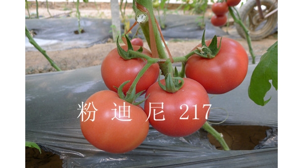  ũϢ forum