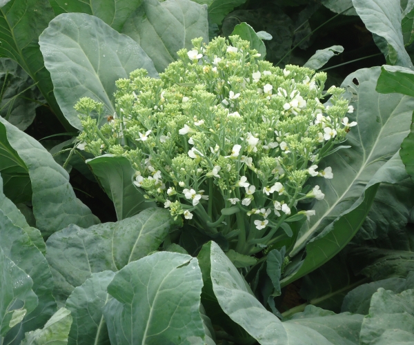  �������� 1535097raf2hfd2z3uoa27