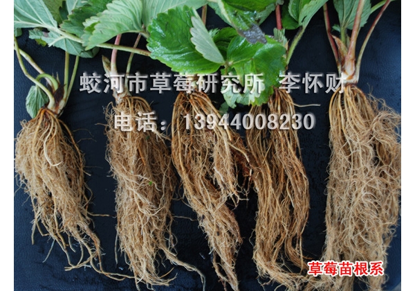  ֲ��ũ�� forum