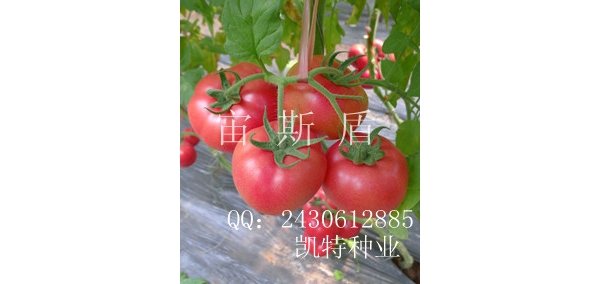  ũ����Ϣ forum