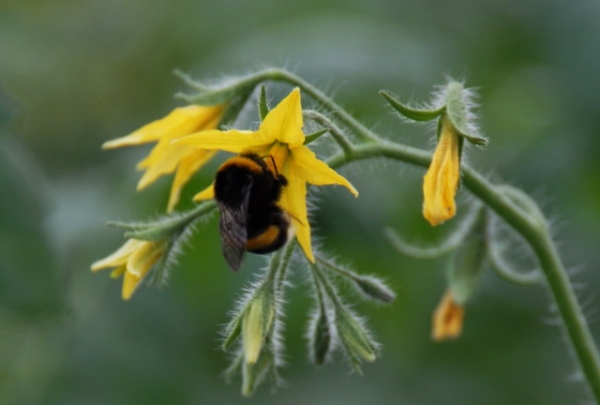  ֲ��ũ�� forum