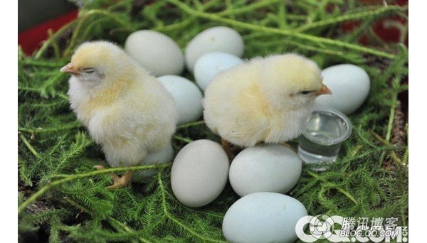  ������ֳ forum