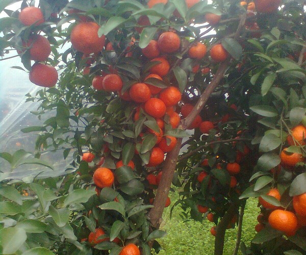  ũϢ 1038352pnppag552klkr6d