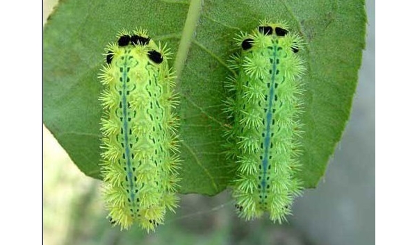  ũ��Ӫ�� forum