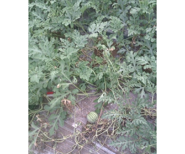  �������� forum