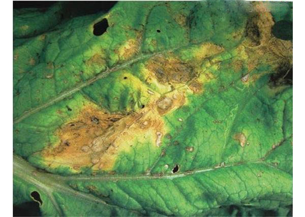  ����ݺ� forum