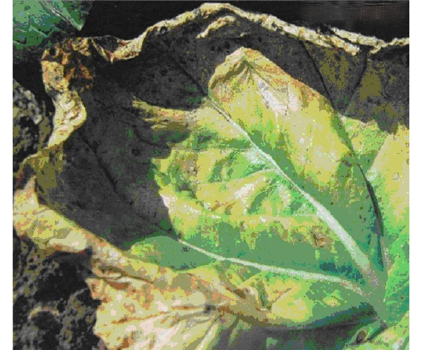  ����ݺ� forum