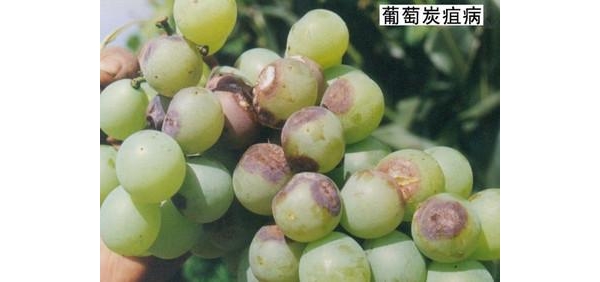  ˮ��ר�� 135707jsjm9luykjlzjkv2