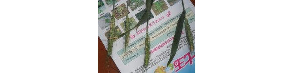  ����ݺ� forum