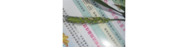  ����ݺ� forum