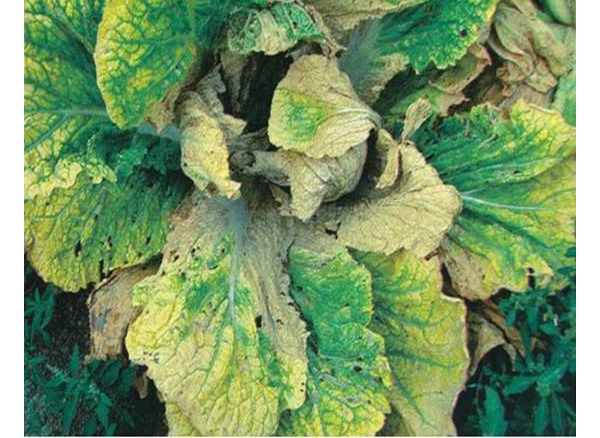  ����ݺ� forum