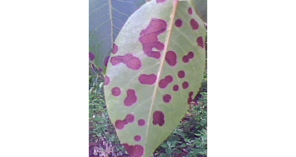  ����ݺ� forum