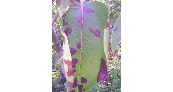  ����ݺ� forum