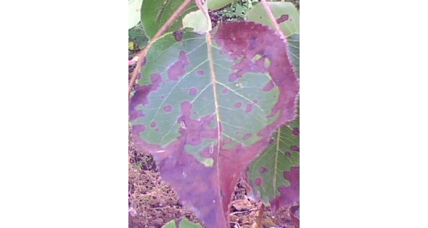  ����ݺ� forum