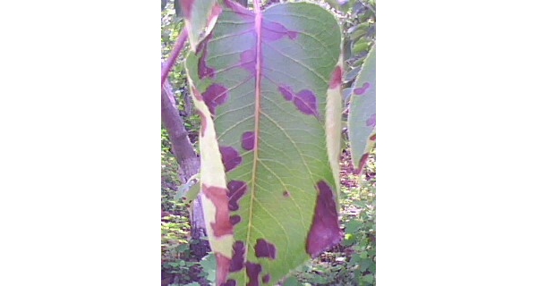  ����ݺ� forum