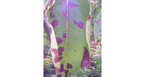  ����ݺ� forum