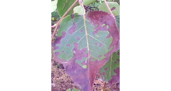  ����ݺ� forum