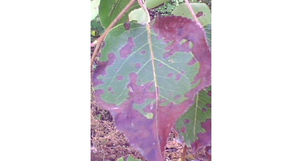  ����ݺ� forum