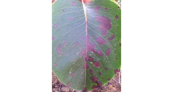  ����ݺ� forum