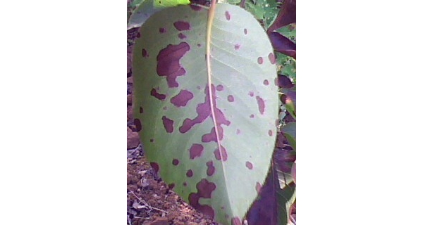  ����ݺ� forum