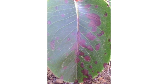  ����ݺ� forum