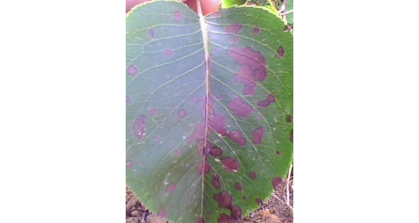  ����ݺ� forum