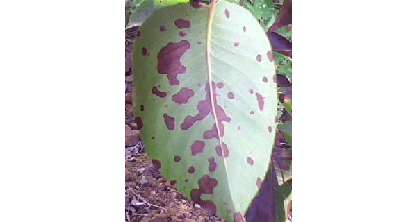  ����ݺ� forum