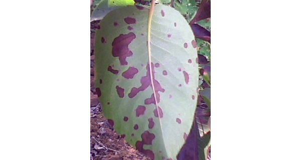  ����ݺ� forum