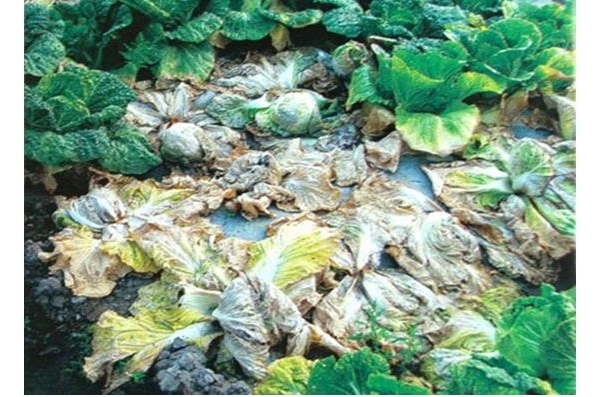  ����ݺ� forum