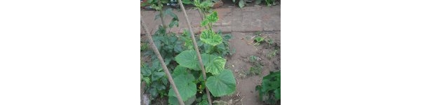  ����ݺ� forum