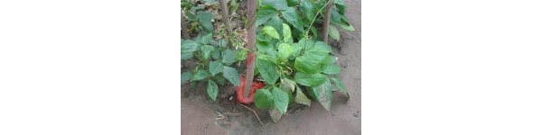  ����ݺ� forum