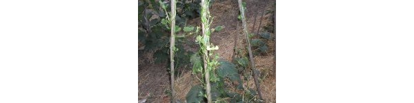  ����ݺ� forum