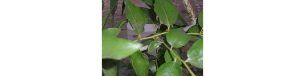  ����ݺ� forum