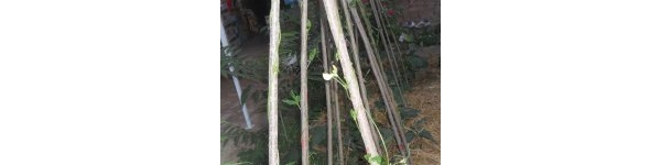  ����ݺ� forum