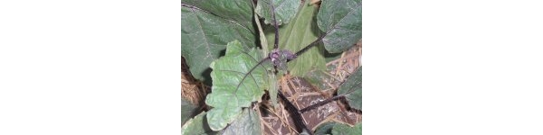  ����ݺ� forum