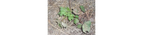  ����ݺ� forum