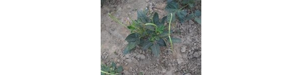  ����ݺ� forum