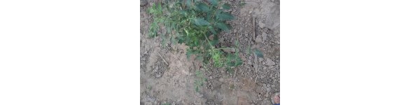  ����ݺ� forum