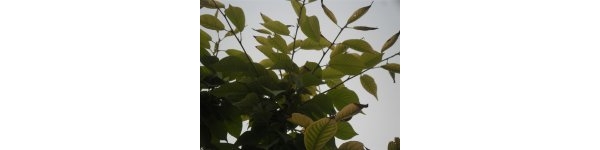  ����ݺ� forum