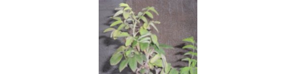  ����ݺ� forum