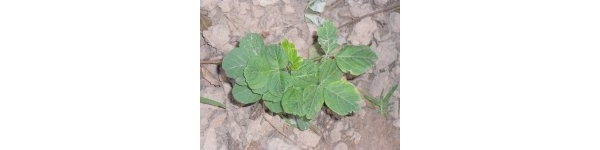  ����ݺ� forum