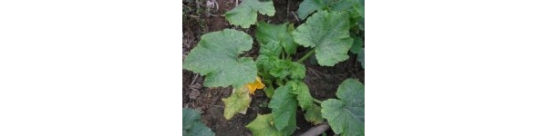  ݺ 0935102yngamsgvs2zyqlq