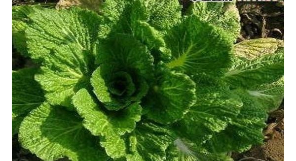  ����ݺ� forum