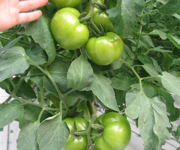  ְҵũ - Ȫ 141757jasahh1j1nkrahmz